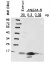 LEA4-5 | Late embryogenesis abundant protein 4-5 (affinity purified)